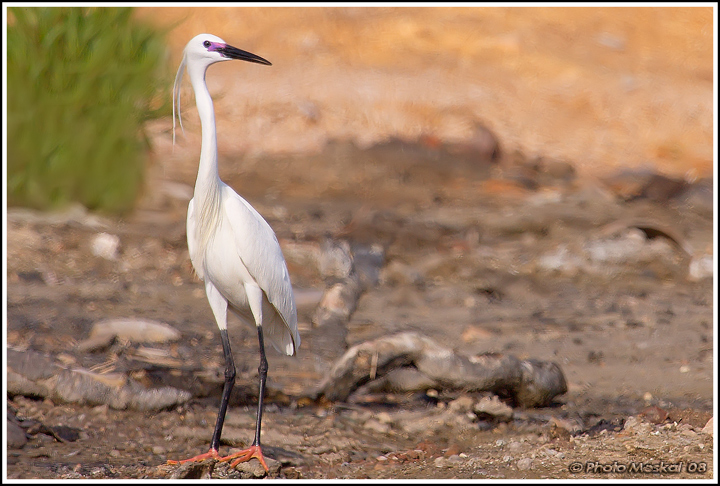 Garzetta - Egretta garzetta